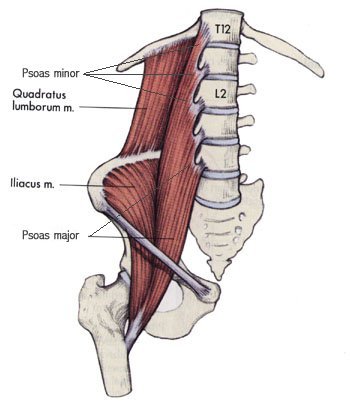 Psoas.jpg