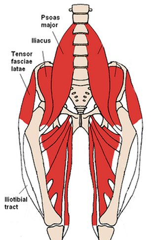Tensor Muscle