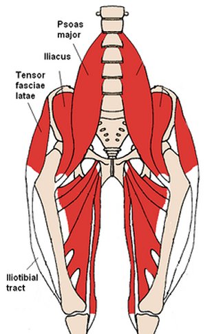 shows location of tensor fascia lata