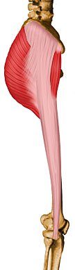 lateral view